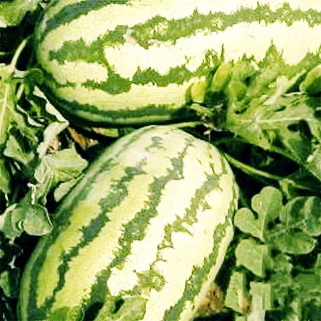 Jubilee Watermelon Seeds | NON-GMO | Heirloom | 25-40 lbs | heat tolerant. 10 Seeds