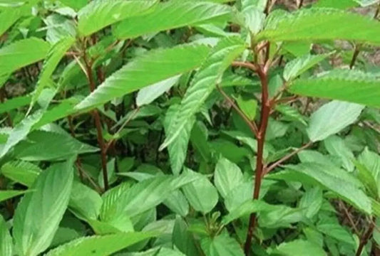 Molokhia, Egyptian spinach Saluyot, Jute  seeds.