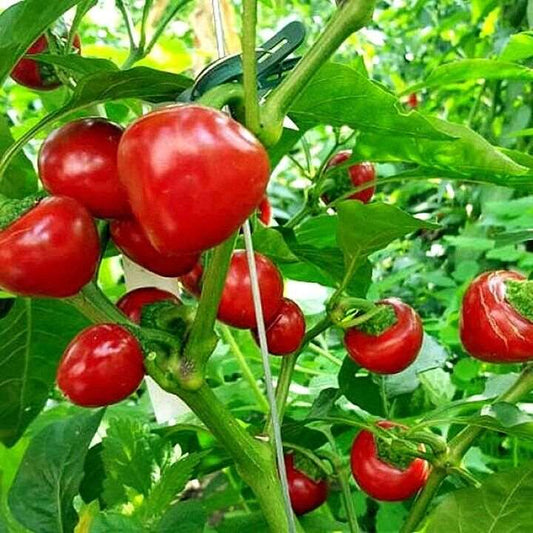 Large Cherry hot Pepper Seeds | Chile | 40 seeds