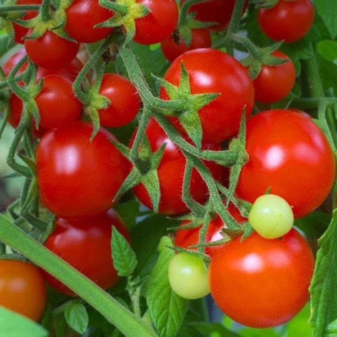 Large Red Cherry Tomato Seeds | NON-GMO | 50 Seeds