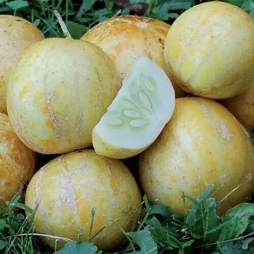 Lemon Cucumber  Seeds.