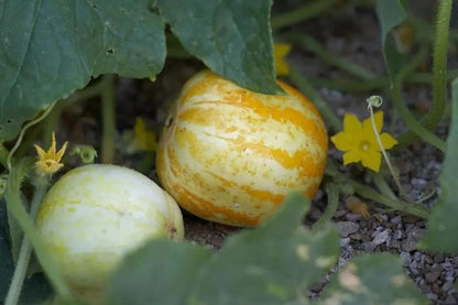 Lemon Cucumber  Seeds.