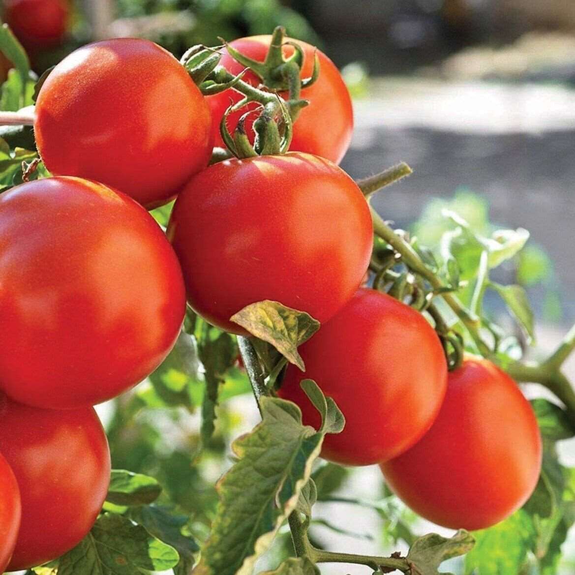Marglobe Tomato Seeds | NON-GMO | 50 Seeds