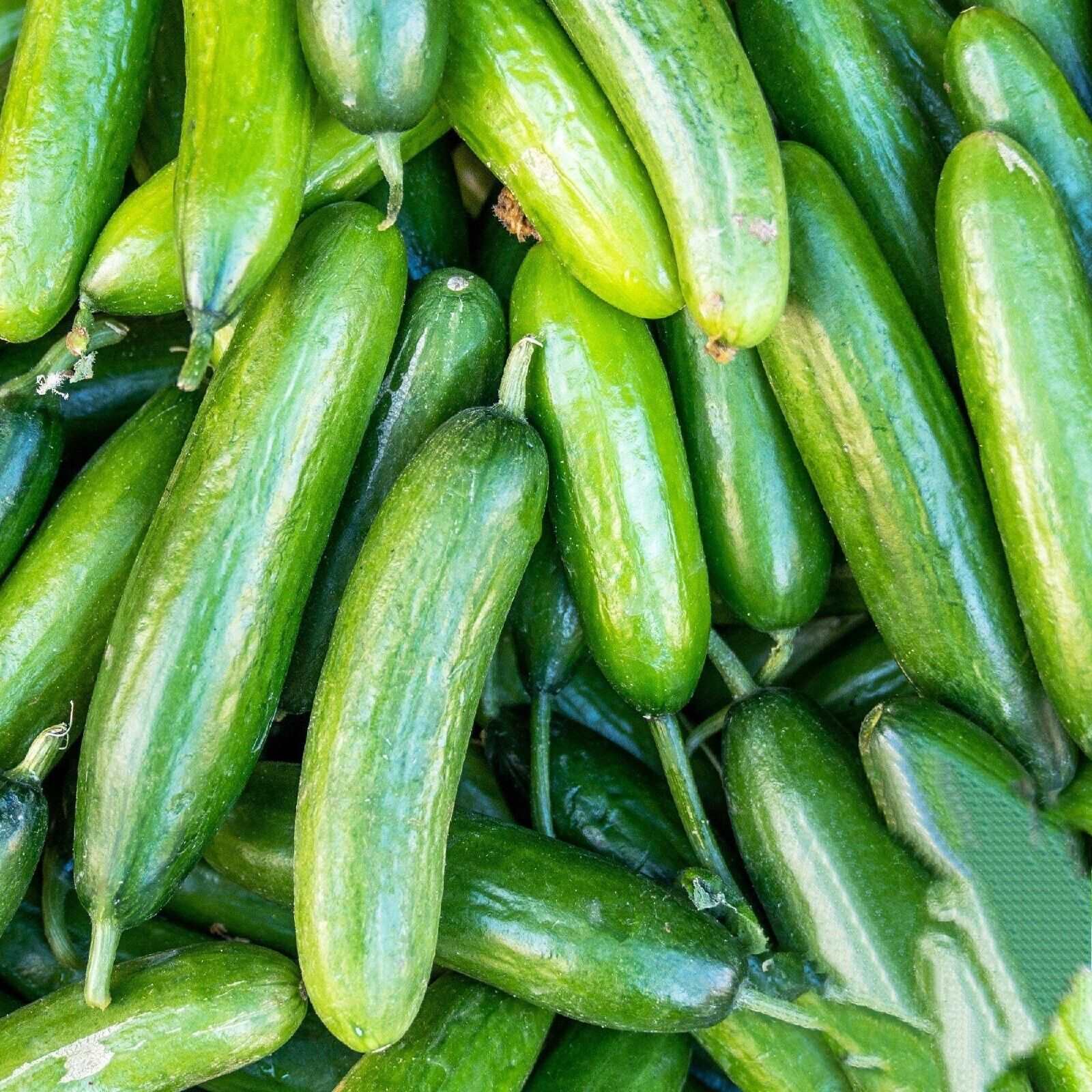 Marketer CUCUMBER  SEEDS | productive variety | sweet and tender. 25 Seeds