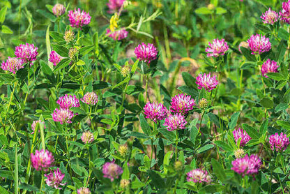 buy 2000 medium red clover seeds