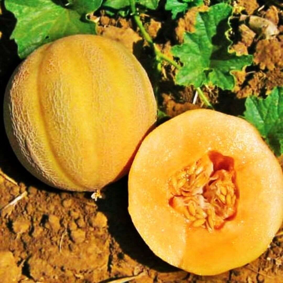 Minnesota Midget Cantaloupe Seeds Mini Melon Fruit NON-GMO. 25 seeds