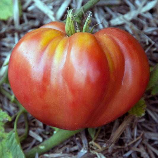 Mortgage Lifter Tomato Seeds | NON-GMO | 50 Seeds| Heirloom | Indeterminate |