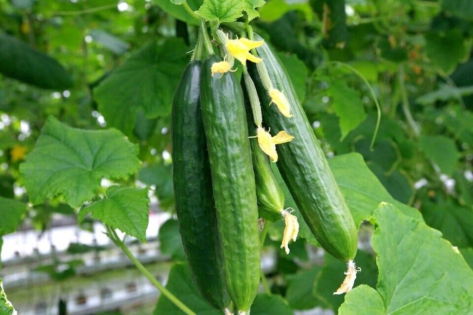 Muncher cucumber seeds
