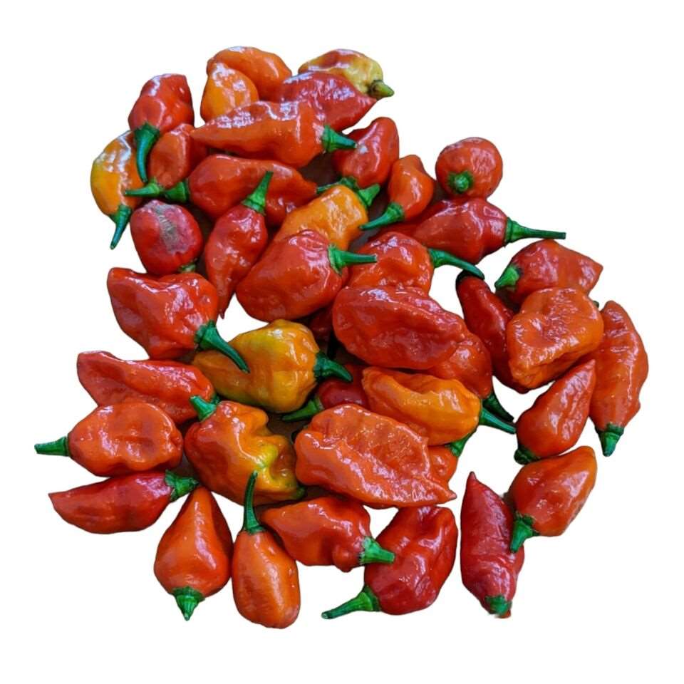 Ghost Pepper Seeds. naga chile hot. 20 Seeds.