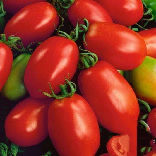 Napoli Tomato Seeds | NON-GMO | 50 Seeds| sauce, soups or paste| Italian paste