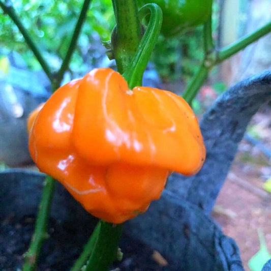 Orange Scotch Bonnet Pepper Seeds  | Hot | NON-GMO | Heirloom | 20 Seeds