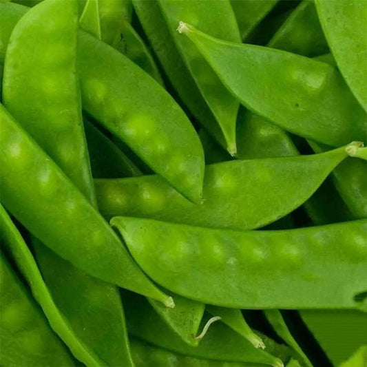 Oregon Sugar Pod Snow Pea |  NON-GMO | Heirloom| 25  Seeds|