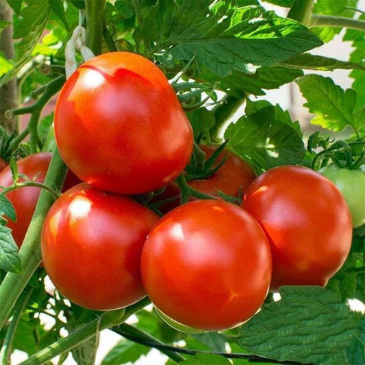 Oregon spring Tomato Seeds | 50 Seeds | Non GMO
