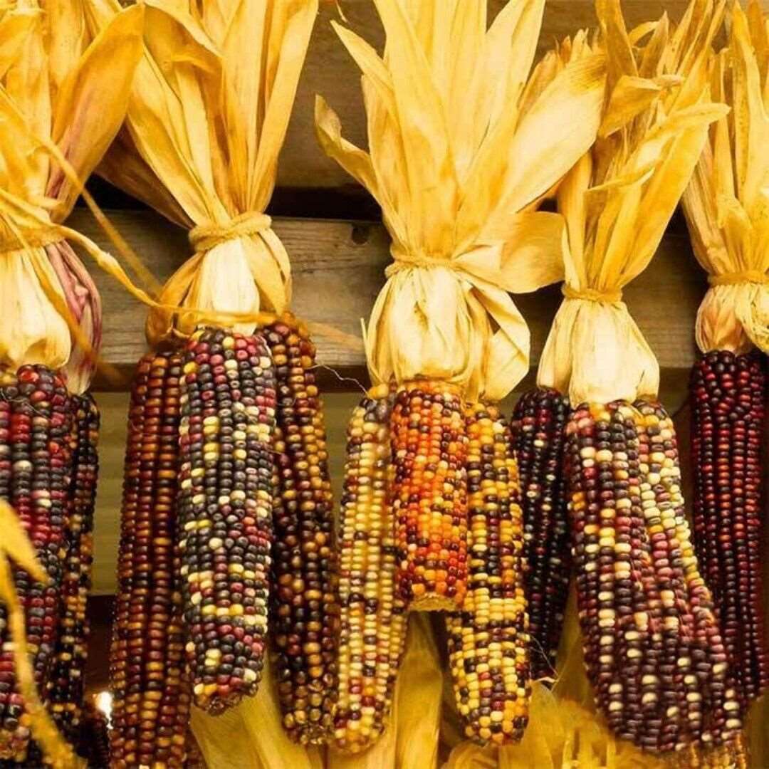 Ornamental Large Ear Corn Seeds| NON-GMO| Heirloom| Indian Corn. 15 Seeds
