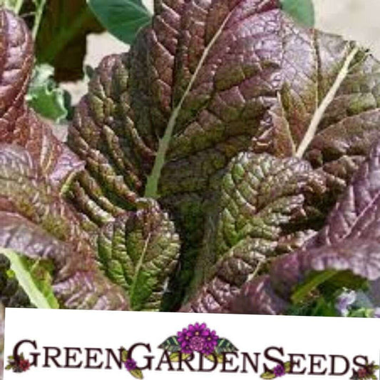 Mustard Seeds - Osaka Purple.  NON-GMO. 300 Seeds