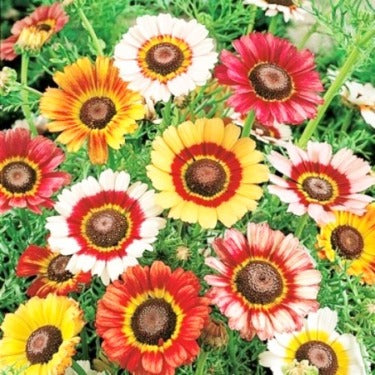 Painted Daisy Mixed Colors Seeds. Flower