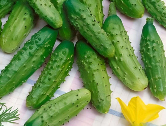 Parisian Gherkin, (F1) CUCUMBER 30  SEEDS