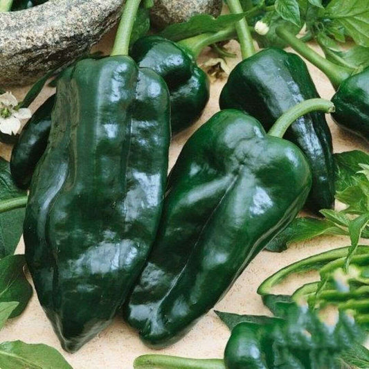 Organic Hot Ancho Poblano Grande Pepper Seeds  | NON-GMO | Heirloom | 25 seeds