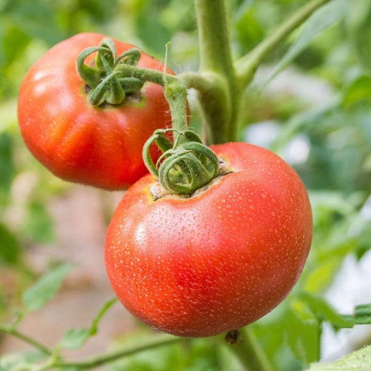 Ponderosa Red TOMATO SEEDS | HIGH GERMINATION | NON-GMO | 50 seeds