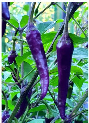 purple-cayenne-pepper-seeds