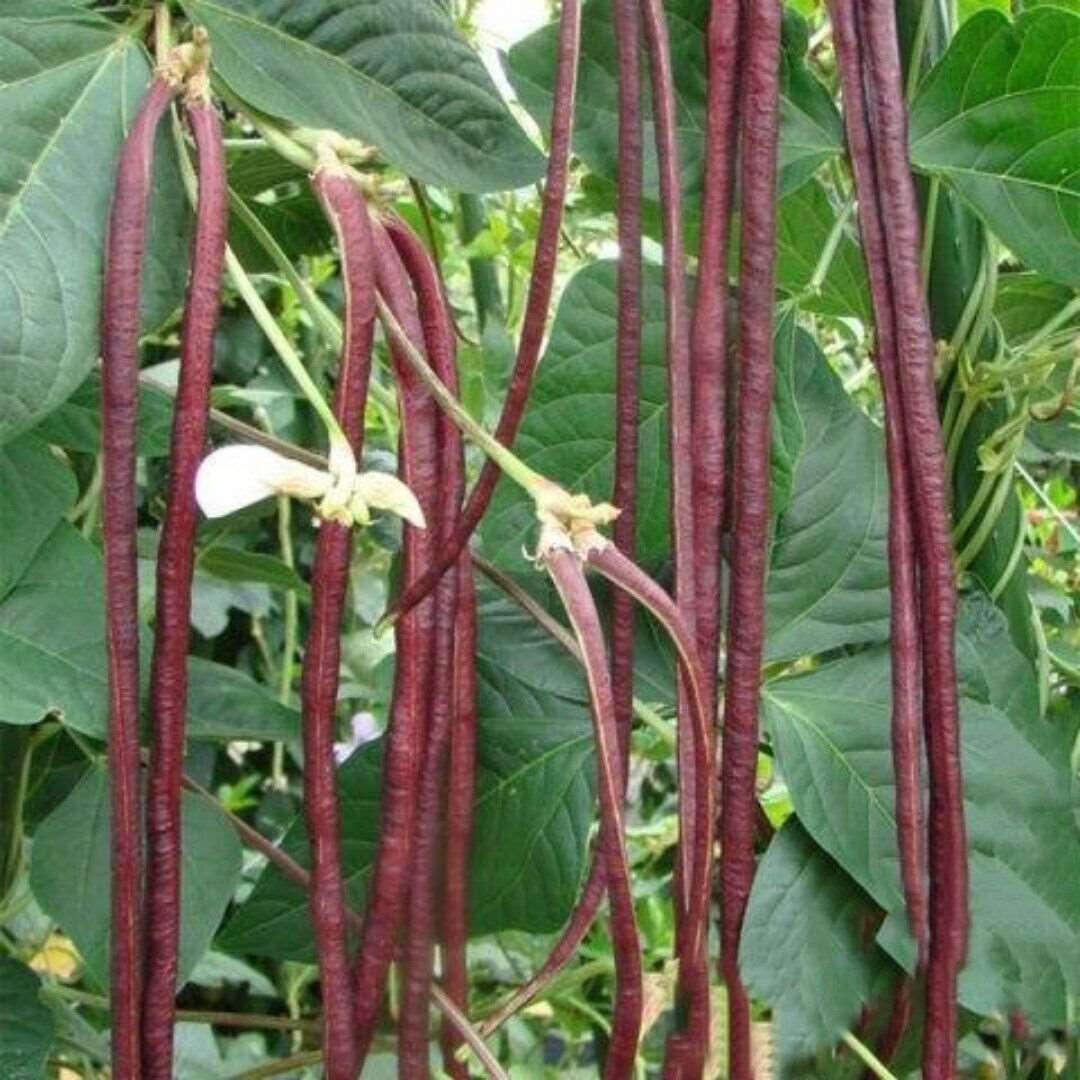 Organic Asparagus Red Podded seeds| Chinese long beans Seeds | 20 Seeds