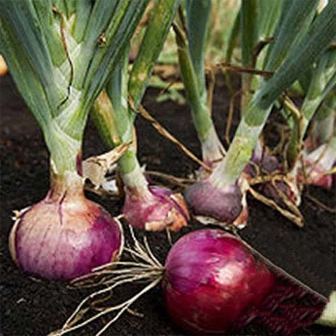 Red Burgundy Onion Seeds | Short Day | Non-GMO | Heirloom| 300 Seeds |