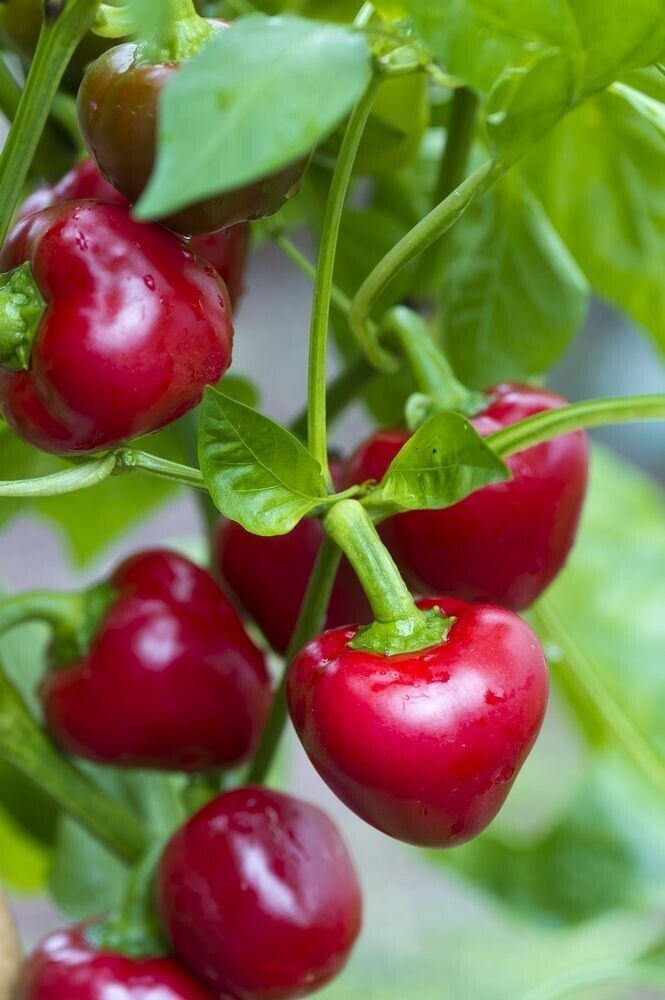 Red Cherry Sweet Pepper Seeds.