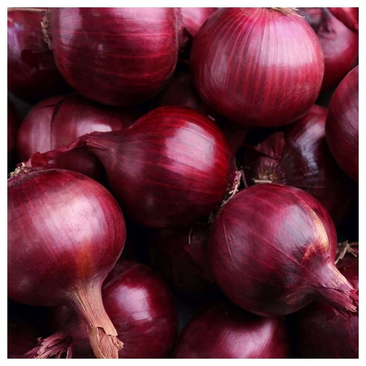 Red Grano Onion Seeds | Short Day | Non-GMO | Heirloom| 300 Seeds |