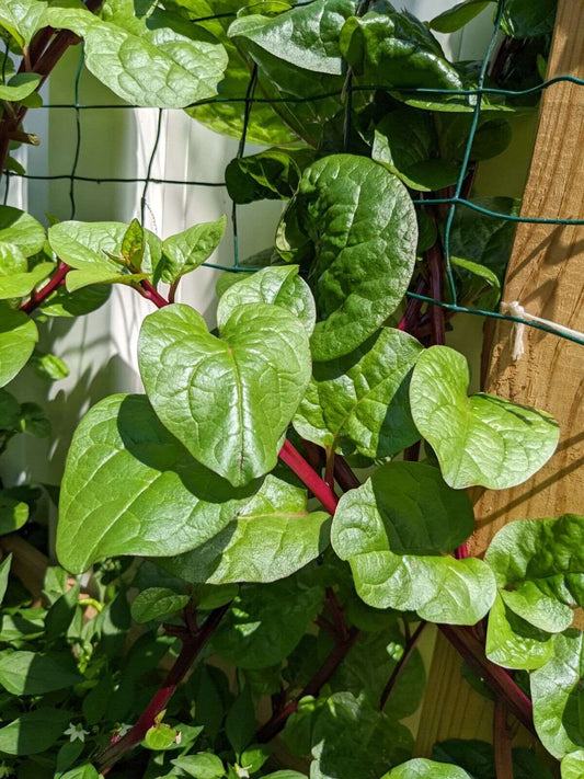 Red malabar spinach, Alugbati, Vietnamese Spinach, Pui, Poi shak. 25  SEEDS.