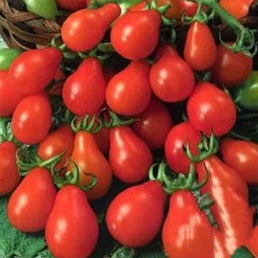 Red Pear cherry Tomato Seeds | NON-GMO | 50+ Seeds| Heirloom |