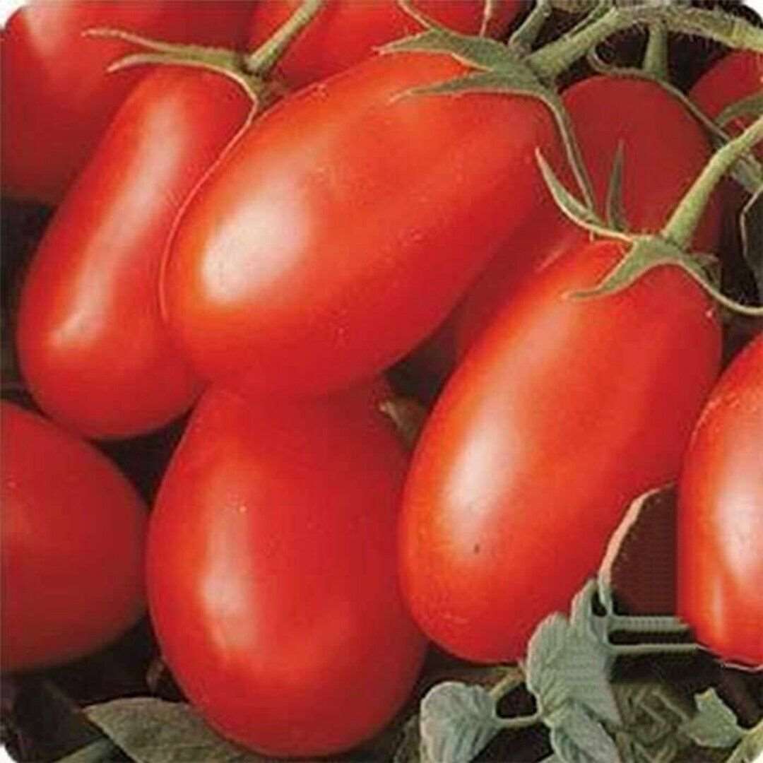 ORGANIC Roma Tomato Seeds| Determinate | Non GMO| Organic| 50 seeds