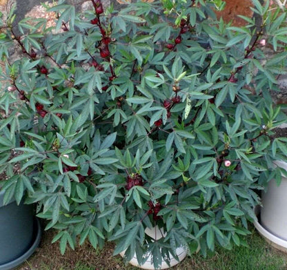 Roselle Gongura Sour-leaf Sorrel  30 Seeds