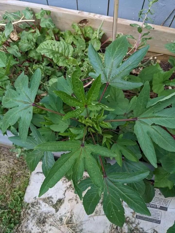 Roselle Gongura Sour-leaf Sorrel  30 Seeds
