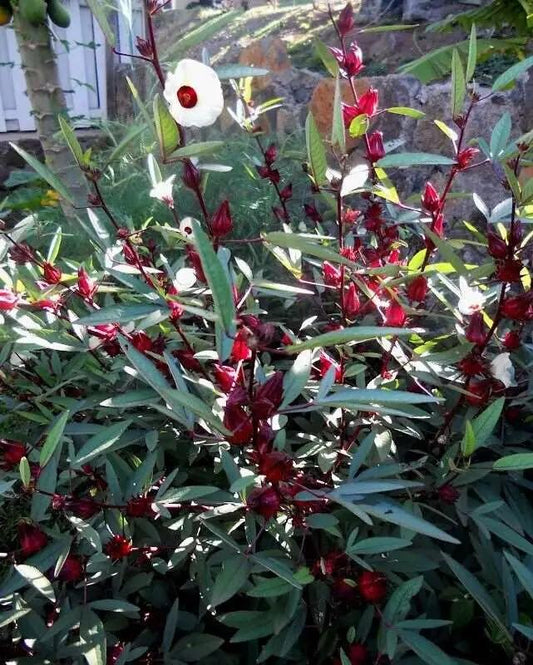 Roselle Gongura Sour-leaf Sorrel  30 Seeds