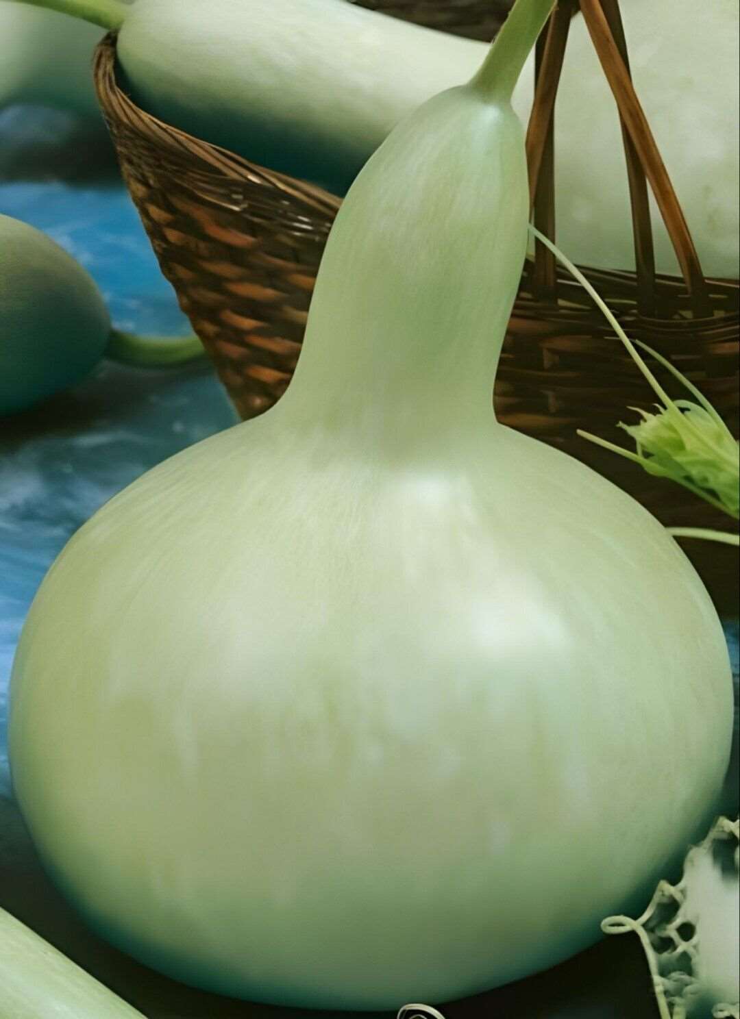 Martin House gourd seeds| 10 seeds