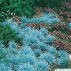 Blue Fescue ornamental Grass Seeds. 500 seeds