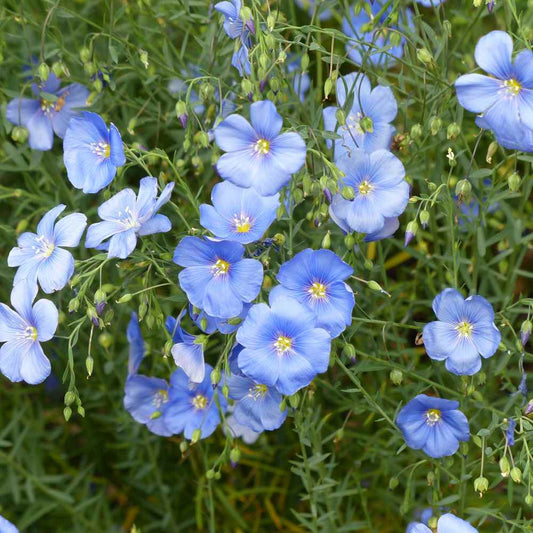 Linum usitatissimum | Common Flax | Linseed | 500 Seeds