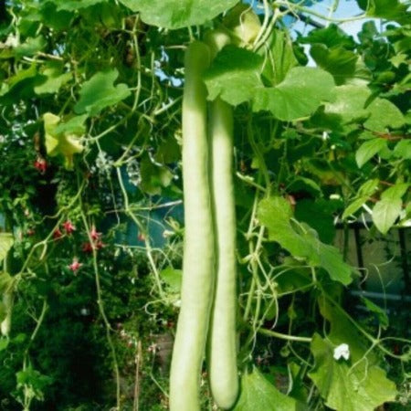 Snake Gourd Seeds.  Non-GMO Heirloom.