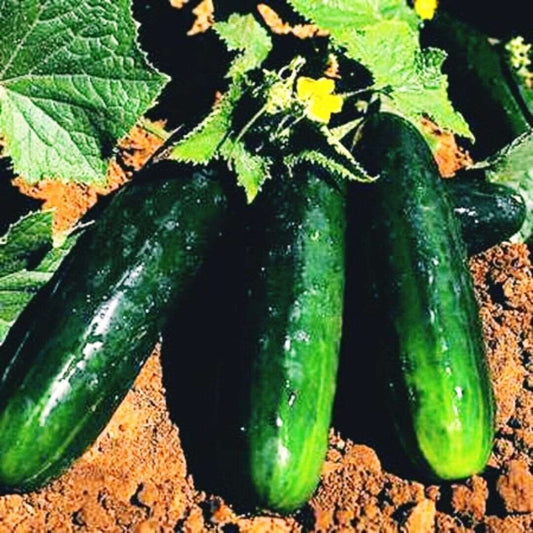 Spacemaster 80 CUCUMBER  SEEDS | great for container and small spaces | dwarf 25 Seeds