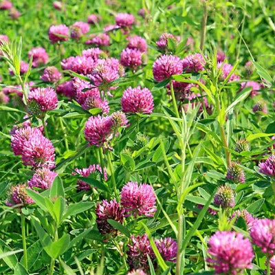 Sprouting Red Clover Cover Crop Seeds. Flower