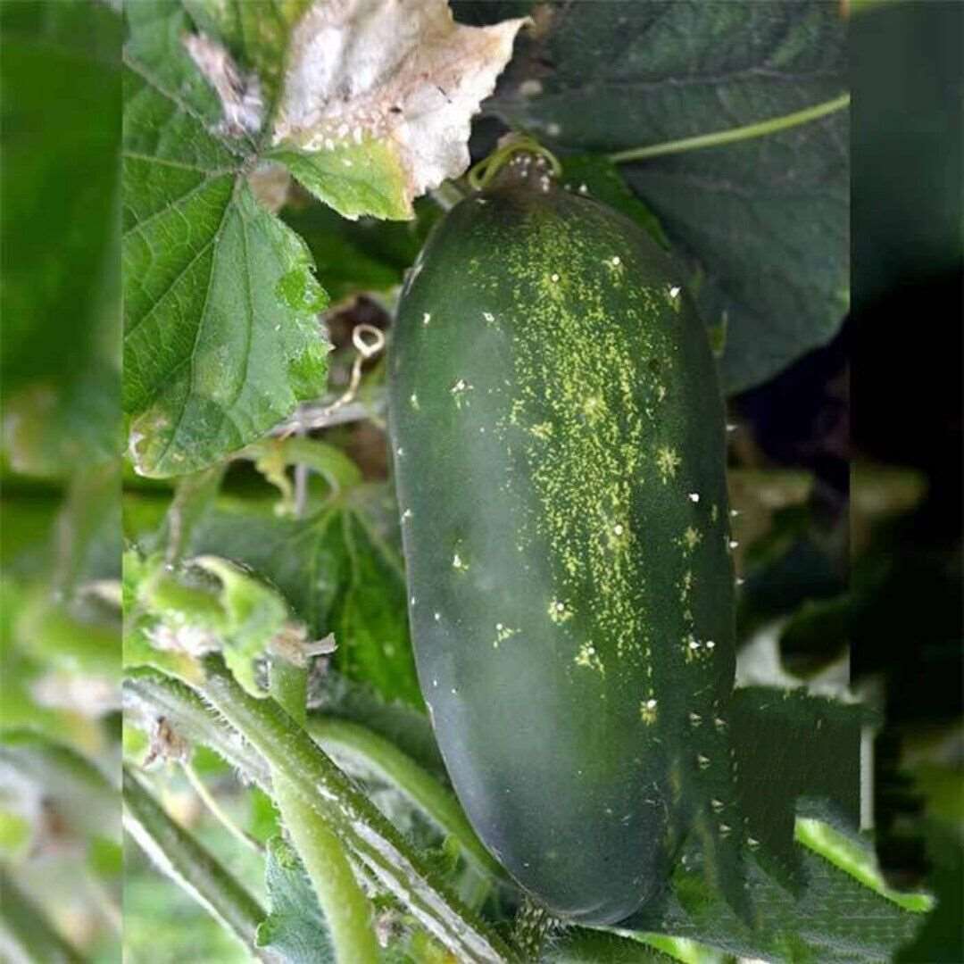 Straight Eight Cucumber Seeds | NON-GMO | Heirloom | 25 Seeds