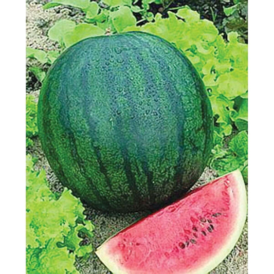 Sugar Baby Watermelon icebox Doll Babies melons Seeds. 20 seeds