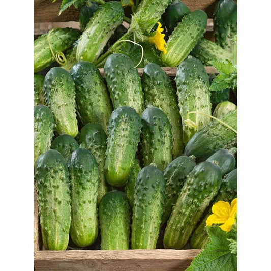 Organic SUMTER CUCUMBER. 30 SEEDS