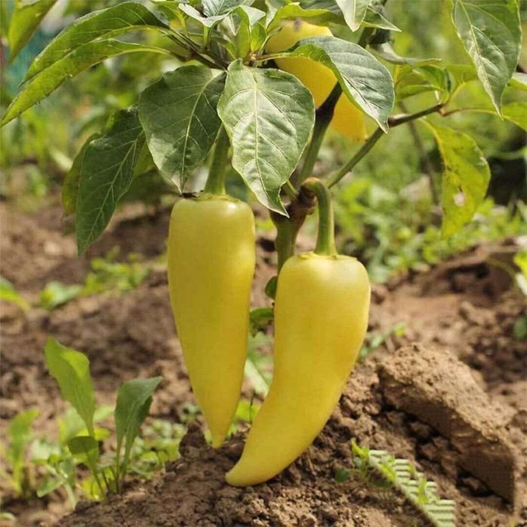 Sweet Hungarian Yellow Wax Pepper|  Heirloom, Non GMO 25 Seeds