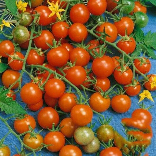 Sweetie Tomato Seeds | Cherry Tomato | NON-GMO | 50 Seeds