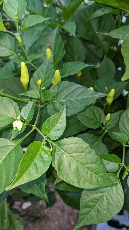 Tabasco Pepper seeds.