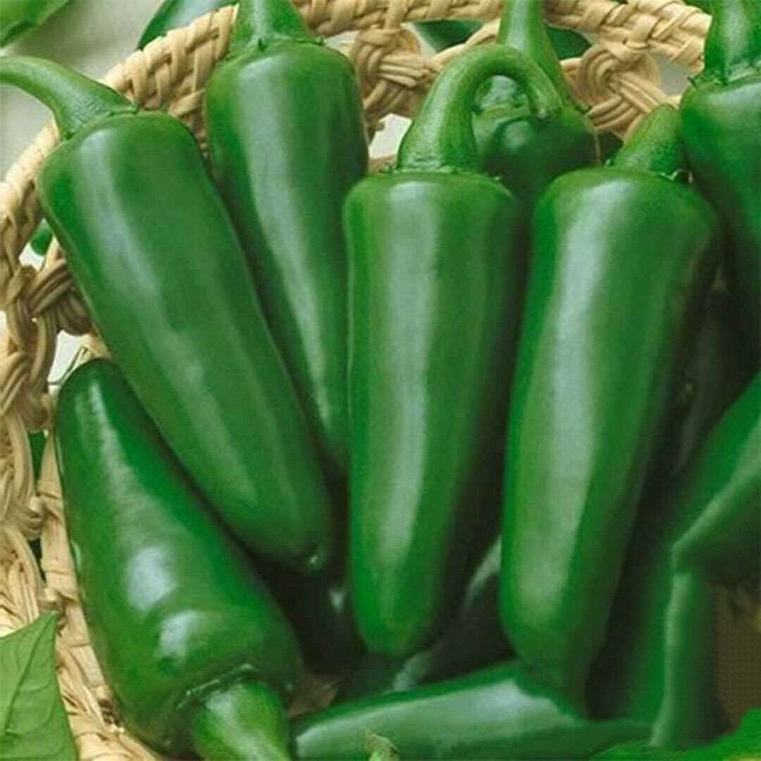 TAM Jalapeno Pepper Seeds | NON-GMO | Heirloom | 50 Seeds