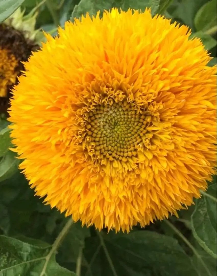 Teddy Bear Sunflower Seeds | Non-GMO | Heirloom | 15 Fresh Seeds