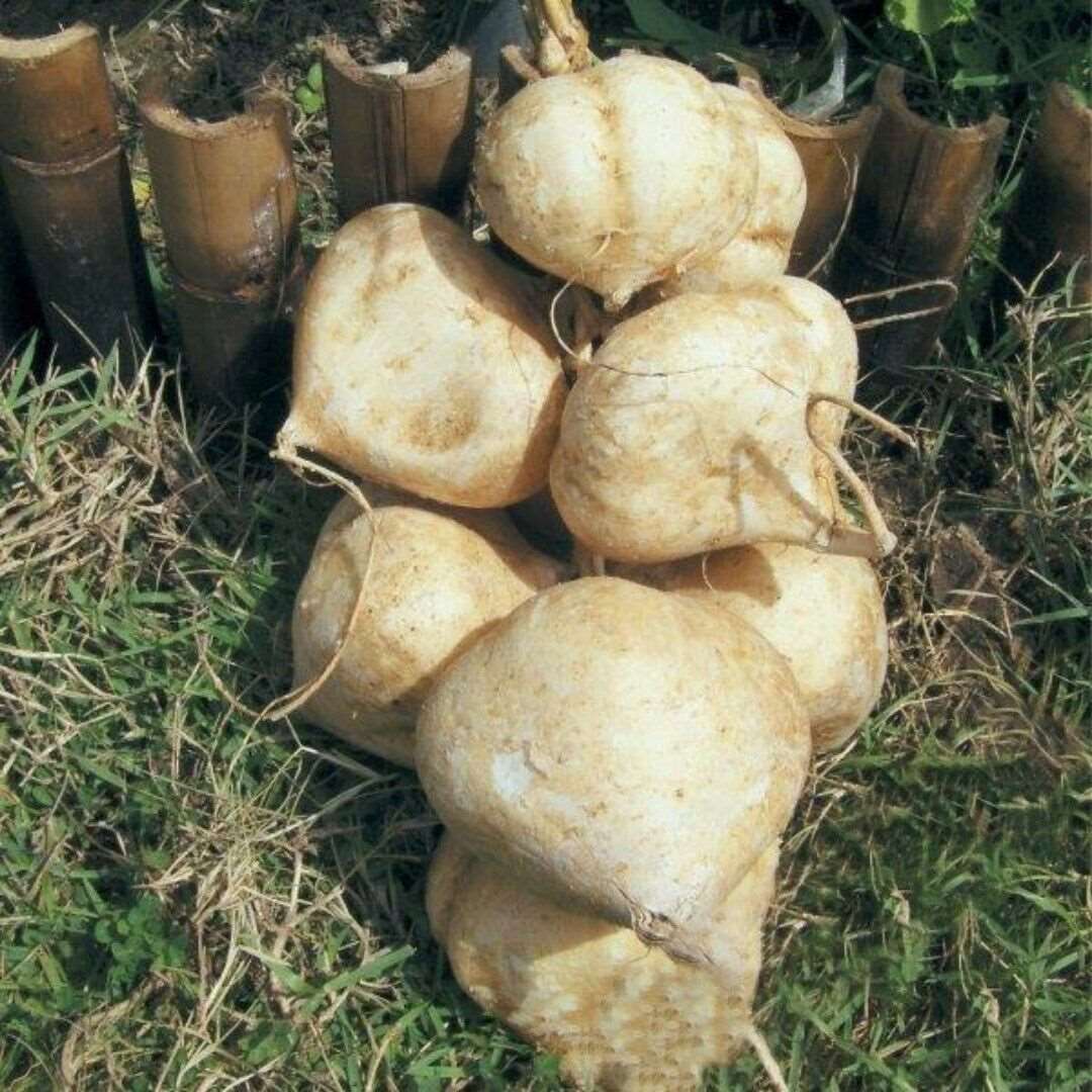 Thai Jicama Seeds | Mexican Yam Bean Root | Man Kaeo | 15 Seeds