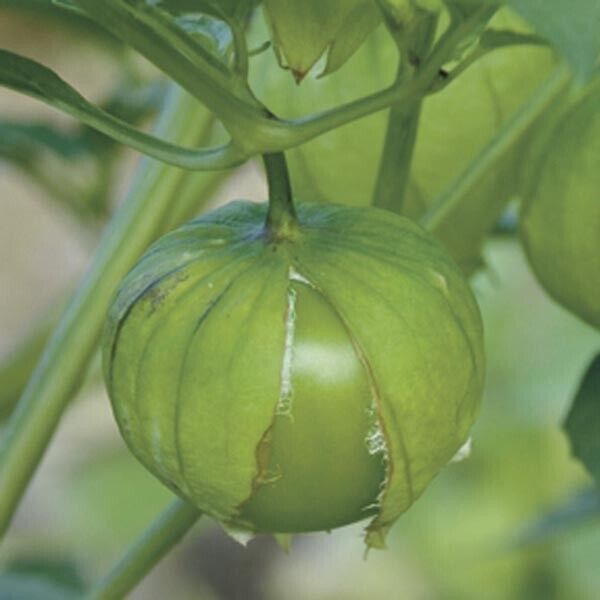 Tomatillo Seeds - Grande Rio Verde seeds.